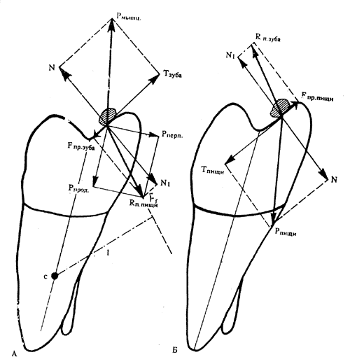 Рис. 1. Действие силы нормальной реакции (N) и силы трения (Fпр.) на скат (рис. А) и пищу (рис. Б) при вертикальном направлении силы.