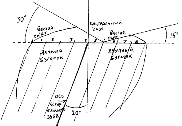 Моделировка бугорков нижнего бокового зуба (правого)